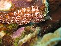 Botryllus sp